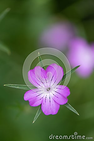 Common corn-cockle Agrostemma githago, close-up of flower Stock Photo